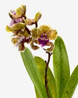 Trichocentrum Ollie Palmer Hybrid (Small Size)