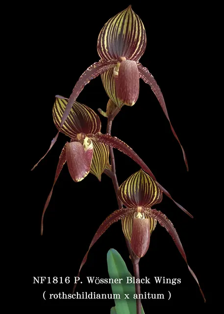 Paphiopedilum Wossner Black Wing 'Note: Only 8 Available' (Paphiopedilum)