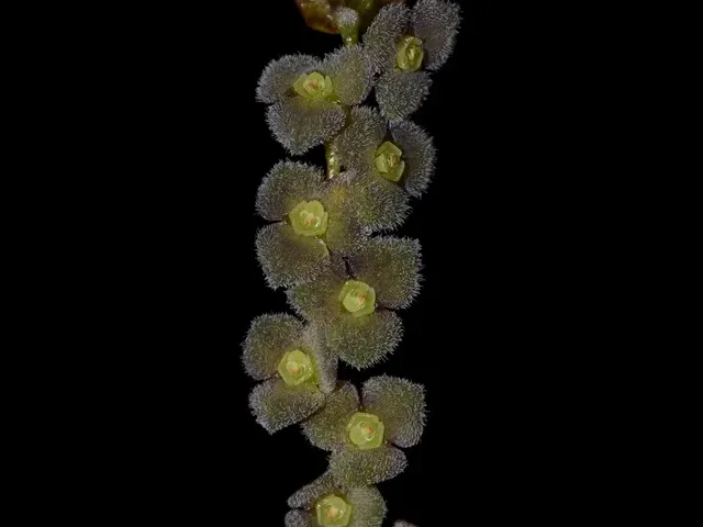 Stelis tridentata (Stelis)