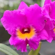 Rhyncholaeliocattleya Akatsuka 50th Anniversary 'Volcano Queen' (Rhyncholaeliocattleya)