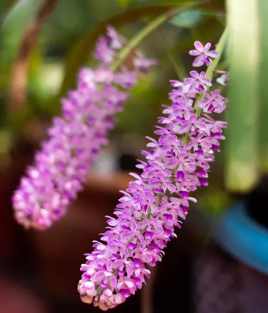 Rhynchostylis retusa (Rhynchostylis)