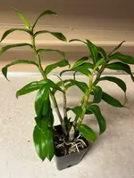 Dendrobium Hsinying Frostymaree