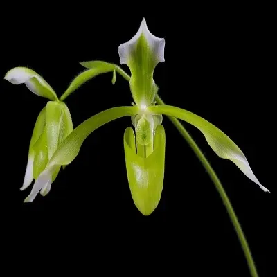 Paphiopedilum haynaldianum fma alba (Paphiopedilum)