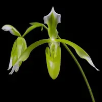 Paph. haynaldianum fma. alba - MS