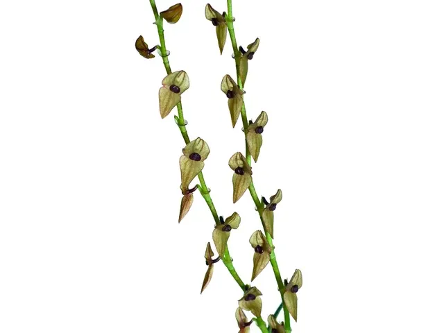 Stelis pelycophora (Stelis)