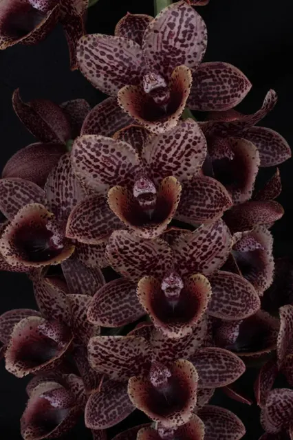 Catasetum Fdk. After Dark S Black' 'Baker'
