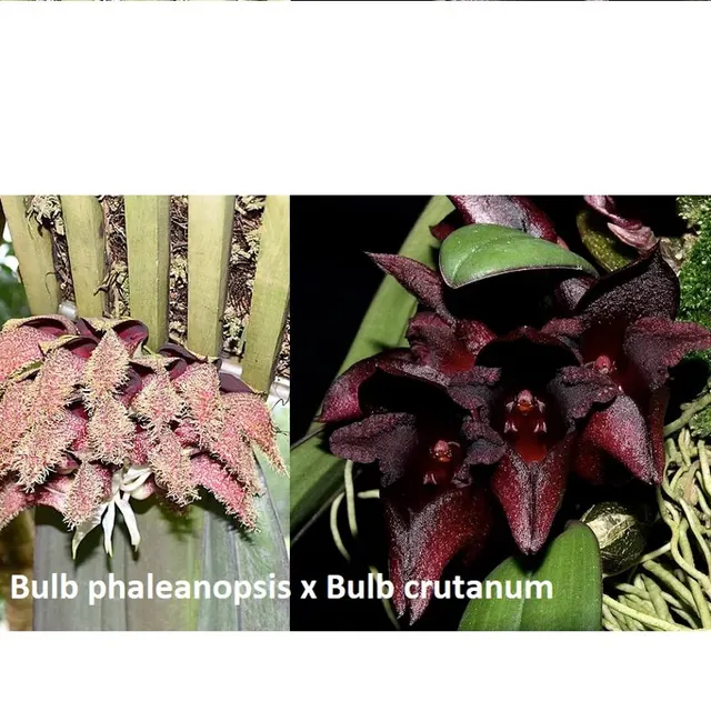 Bulbophyllum pride of papua (Bulbophyllum)