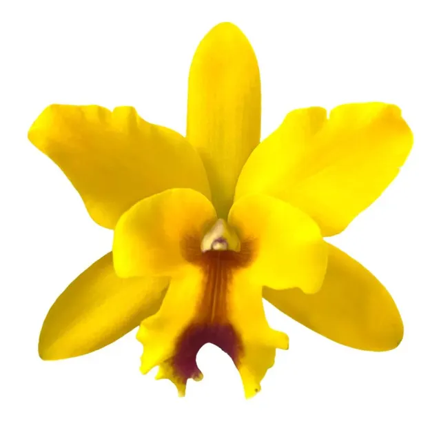 Cattleya Yellow Kps (Cattleya)