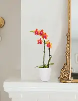 Petite Sunset Orchid