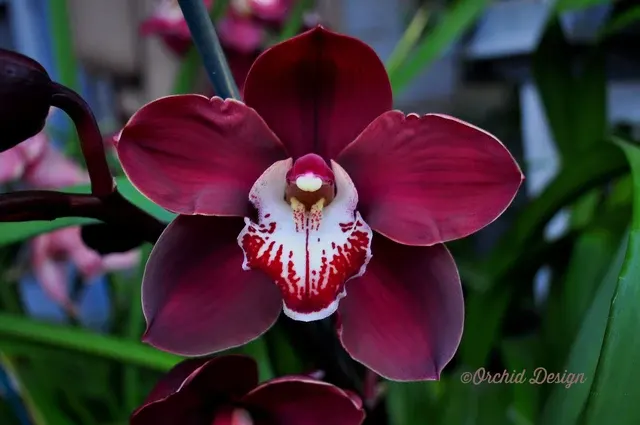 Cymbidium Khan Fury 'Black Plum' (Cymbidium)