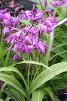 Bletilla striata Gotemba Stripes