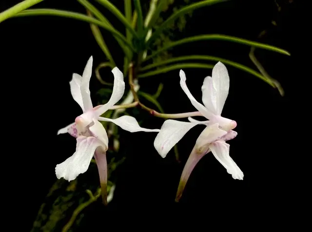Holcoglossum ligulatum (Holcoglossum)