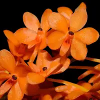 Ascocentrum miniatum