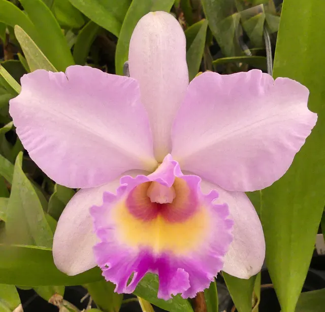Brassolaeliocattleya Arthur Tanner's Michelle Lea (Brassolaeliocattleya)