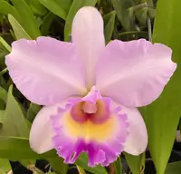Blc. Arthur Tanner's Michelle Lea