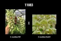 Catasetum