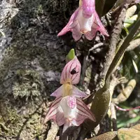 Sweet-Smelling Bulbophyllum (Bulbophyllum ambrosia)