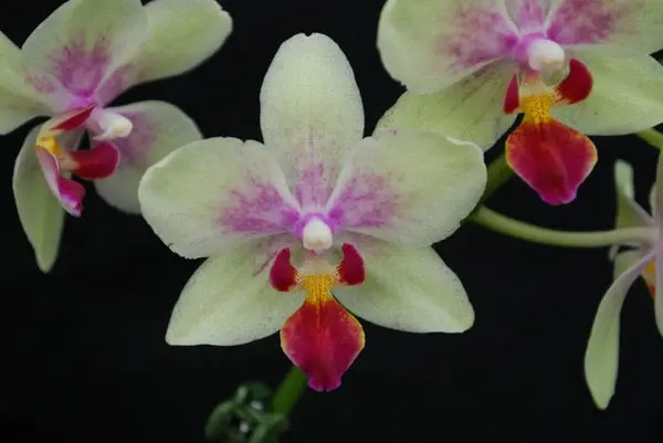 Doritaenopsis GOTRIS 'hell'