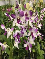 Dendrobium Areedang Blue (Dendrobium)