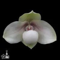 [Bare-root] Paph. hangianum xsib [2.4 NBS][July in stock]
