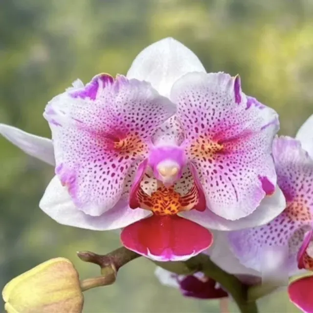 Phalaenopsis NCK Sweet Spring