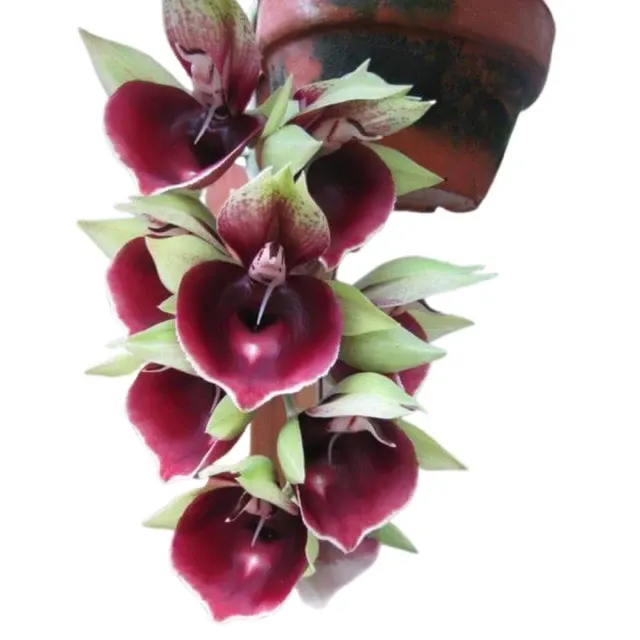 Catasetum Mark Mark's Jungle Girls 'S Red Hermosa'