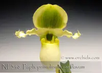Paph. primulinum var flavum 'Note: Miniature species .. for terrarium ' (' Canary ' x ' California Gold ' )