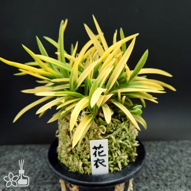 Neofinetia falcata 'Hanagoromo'