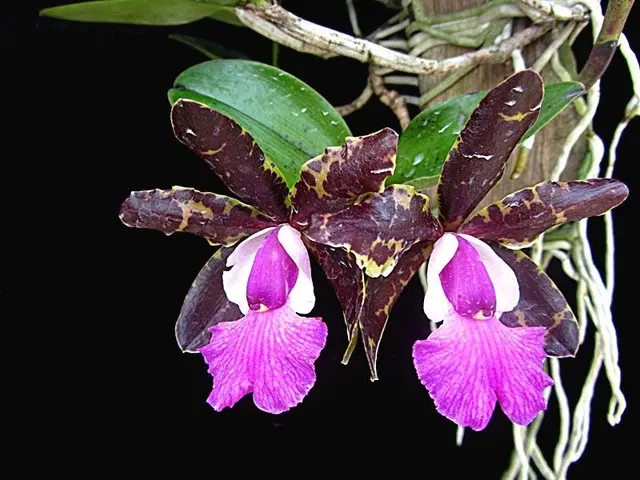 Cattleya Tripp Johnson x Pradit Spot