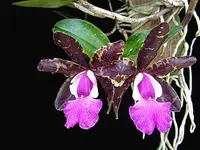 Cattleya Tripp Johnson x Cattleya Pradit Spot — No