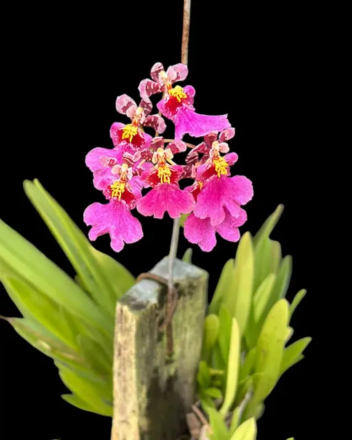 Tolumnia Hybrid Pink (Tolumnia)