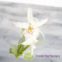 Degarmoara Winter Wonderland 'White Fairy' (ONC-06) — 2.5" Pot / Without Spike