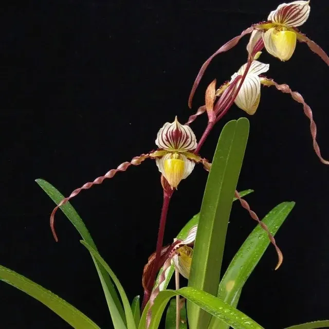 Paphiopedilum laevigatum (Paphiopedilum)