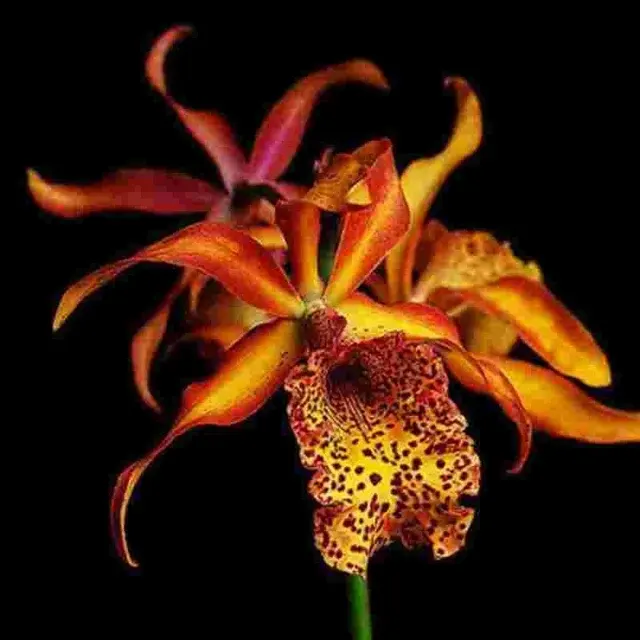 Cattleya Frances Fox 'Fire Flame'