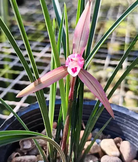 Cymbidium goeringii 'WuFeng' (Cymbidium)