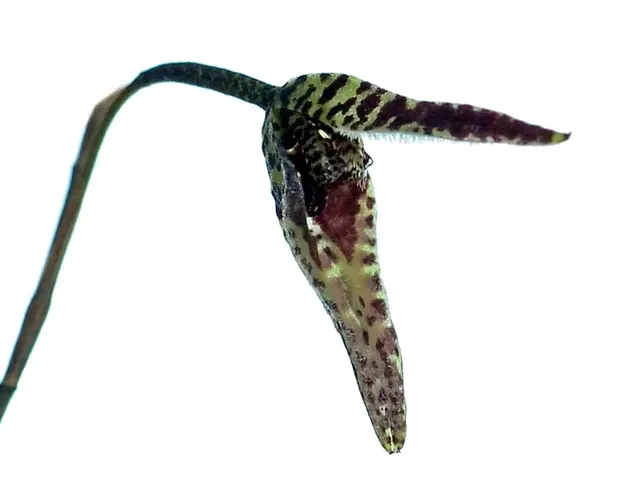 Stelis fornicata (Stelis)