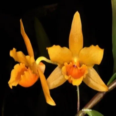 Dendrobium henryi sp (Dendrobium)