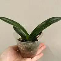 Paphiopedilum thaianum × roth 2.5"