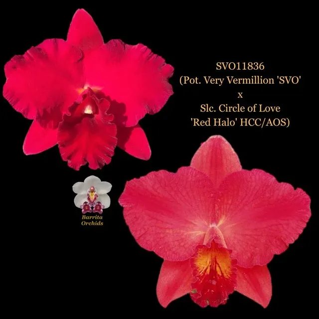 Cattleya Orchid Hybrid SVO11836 'SVO'