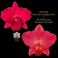 Cattleya Orchid Hybrid SVO11836 (Pot. Very Vermillion 'SVO' x Slc. Circle of Love 'Red Halo' HCC/AOS)