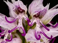 Naked Man Orchid Seeds ~ Orchis Italica ~ Italian Orchid ~ Usual Flowers ~ Exotic Flower ~ Unique Flowers ~ Funky Plants — 15 Seeds