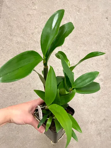 Dendrobium Rosy Cluster (Dendrobium)