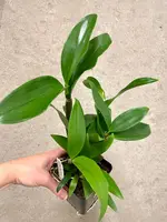 Dendrobium Rosy Cluster | farmeri x amabile | SapphireChild Orchids