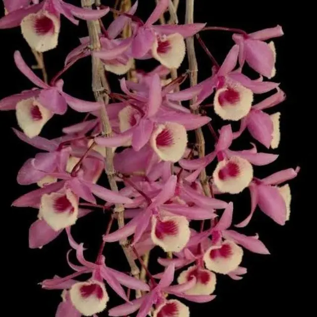 Dendrobium anosmum 'Mackay' (Dendrobium)