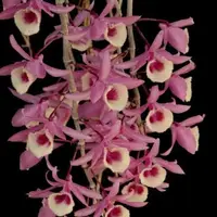 Dendrobium Anosmum - Mackay