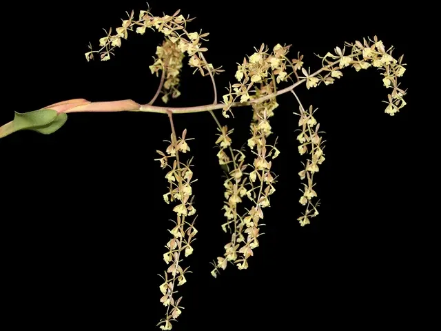 Epidendrum excisum (Epidendrum)