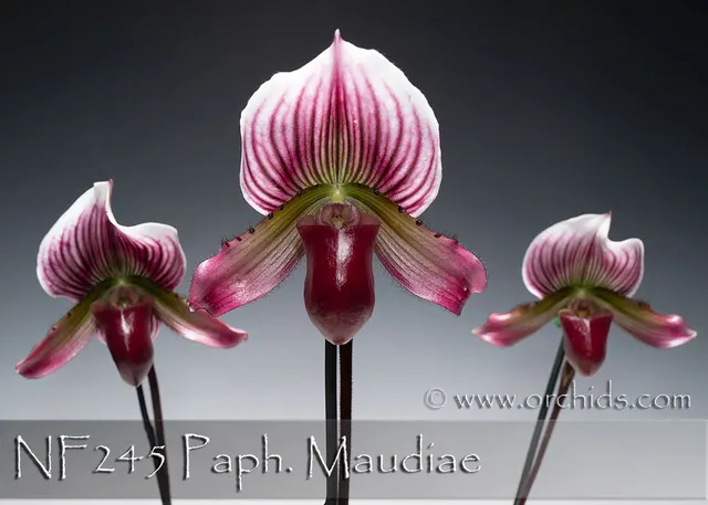 Paphiopedilum Maudiae 'Note : Beautiful Coloratum Type' (Paphiopedilum)