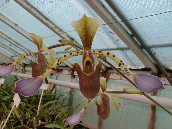 Paphiopedilum lowii 'Borneo'