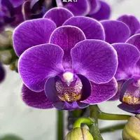 [Bare-root][Import AS-IS] #PA# Phal. Reyoung Ultra Violet 藍寶石 [2.5" BS][Sept Preorder 26]