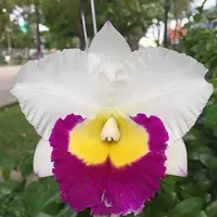 Rhyncholaeliocattleya Yuan Dung Jewel 'Dalatha' 3.5" Fragrant